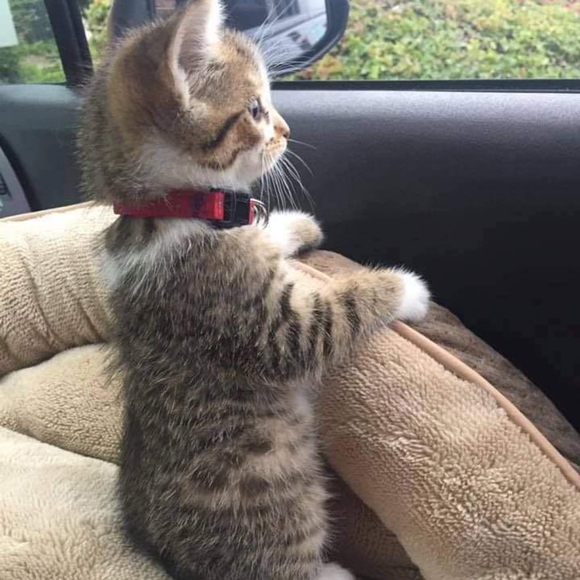 Bunde your likes for a special offer - Picture 1 of 1